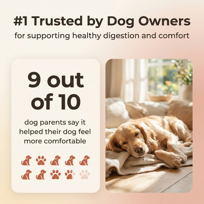Senior Dog Support Powder
